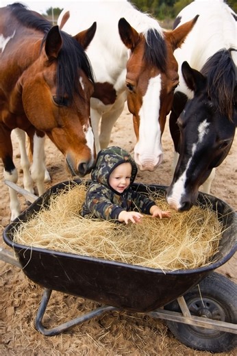 Wrapped in hay and surrounded by curious noses, this moment is pure joy. A child’s laughter, a horse’s gentle nature, and a connection that feels completely natural. These quiet, simple interactions are where trust is learned and lifelong memories begin. 💛 #HorsesAndChildren #GentleGiants #CountryMoments #BarnLife #PureJoy #GrowingUpWithAnimals #SimpleHappiness | Horse Grapevine