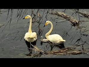 First-ever whooper swan natural breeding documented in Manas wetland