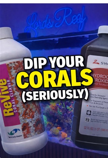Essential Coral Dipping Techniques for Reef Tanks