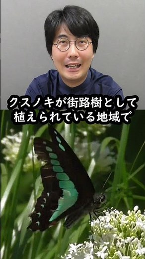 [質問]変わった蝶見つけたんだけど何て種類？～アオスジアゲハ編～ #shorts #雑学 #昆虫 #豆知識 #チョウ #昆虫図鑑