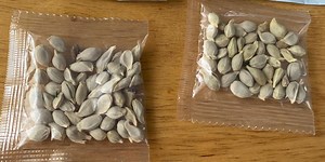 WSJ News Exclusive | Amazon, Wish Are Restricting Seed Sales. That May Not Stop Mystery Mailings.