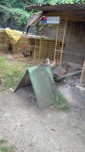 218K views · 6.1K reactions | Raf Ferriol on Reels | Facebook