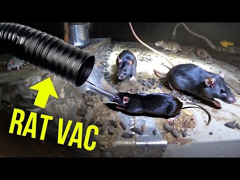 HOW to get rid of attic RATS … FAST..Twins Rat Vac