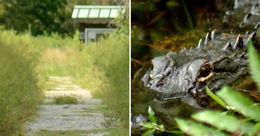 Florida woman attacked by alligator on walking trail in Collier County