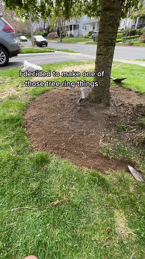 How to Create a Beautiful Tree Ring for Your Garden