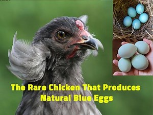 Why Does This Chicken Lay Blue Eggs? The Surprising Truth