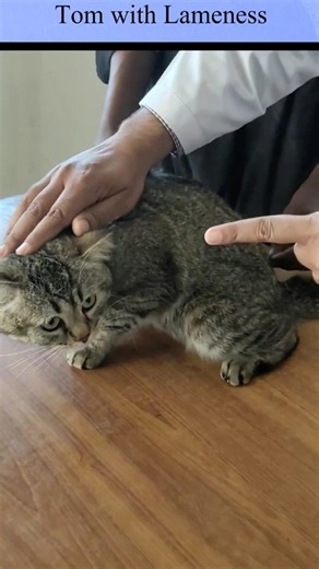 How Vets Treat Fracture and Lameness in Cat | #sound