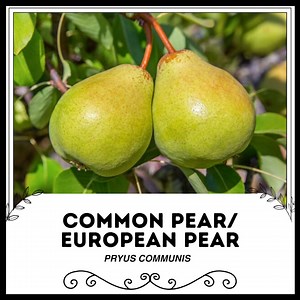 Common Pear / European Pear - Pryus Communis - Rare 'fruit' Seeds - Anjou Pear, Green-yellow, Bosc Pear,comice Pear,standard Pear,table Pear - Etsy Canada