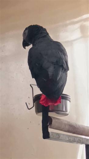 African grey parrot talking video #fypyoutube #birds #talkingparot #viralvideo #nonstoptalkingparrot