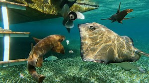 Sea Inside View 4K Video