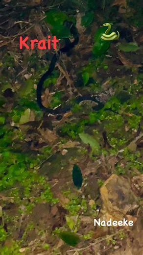 "Krait" refers to snakes in the genus textit{Bungarus}, which are highly venomous and found throughout South and Southeast Asia. The most well-known species in the Indian subcontinent and Sri Lanka is the Common Krait, recognized as one of the "Big Four" venomous snakes.Here are the key details about the Krait species found in the region:1. Common Krait (textit{Bungarus caeruleus}) Highly Venomous. Its venom is a powerful neurotoxin that causes paralysis and often leads to respiratory failure, r