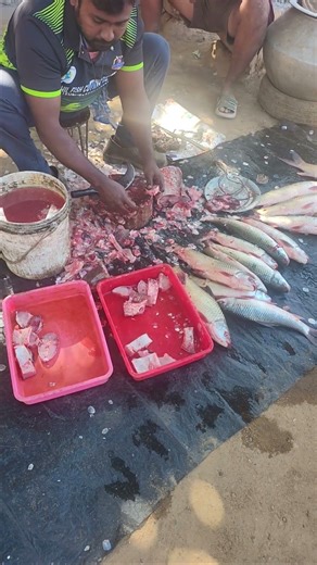 amazing fish cating tails