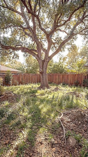 From Abandoned Backyard to a Luxury Treehouse at Night 🌙✨