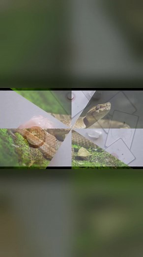 Reel created from [¿Qué significa soñar con culebras?] | Significado de los sueños