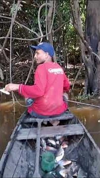 The Real Amazon: Country Life, Harvesting, and Amazonian Culture