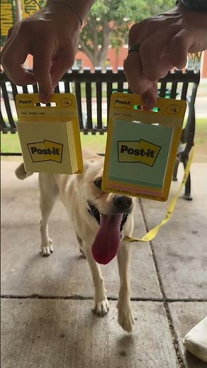 School supply test... approved by our four-legged campus guest. 🐾