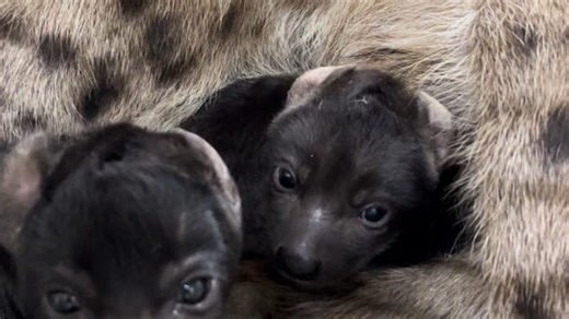 Two spotted hyena cubs born last week at Hattiesburg Zoo. Mother, babies are doing fine
