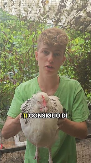 Come prevenire ed eliminare i topi nel pollaio: consigli efficaci e naturali#pollaio #topi