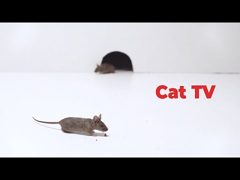 Cat Tv - Mice Videos for Cats to Enjoy - Entertainment Video for Cats