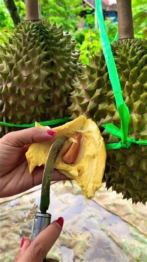 Durian Fruit #durianfruit