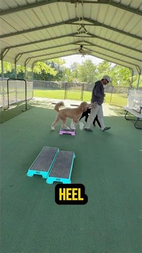 "Dog Training in 5 Minutes: Master Heel, Place, and Sit & Stay for Better Control "