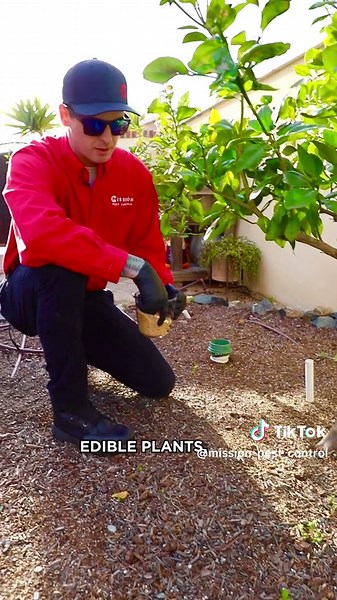 Lets talk about about granular bait. Q&A pest control. #pestcontrol