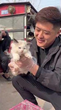 Discover the Enchanting Ragdoll Cat - Day 126 of Feline Friends