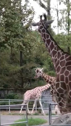 The World’s Saddest Giraffe
