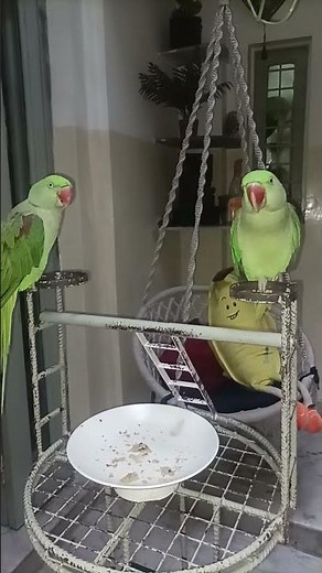 Alexandrine Talking parrot 🦜 Creative activity & parrot lover is live