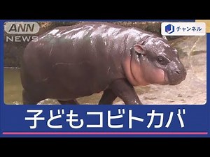 コビトカバの子どもカバ 世界中から見物客 その名も「モチモチ豚団子」【Moo-deng】【スーパーJチャンネル】(2024年9月12日)