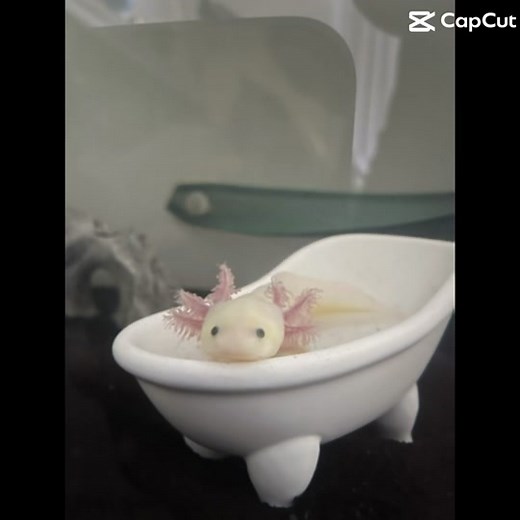 #axolotls #axolotl #axel #swim #swimming #axolotlsoftiktok #fyp