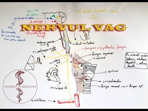 Nervul VAG