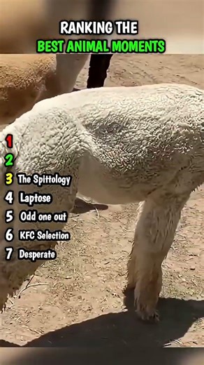 FIRST COME,FIRST SERVE|SUBSCRIBE FOR MORE|#funny #animal