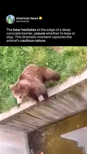 BEAR PUMPS UP FOR A LEAP