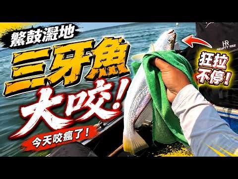 鰲鼓濕地三牙魚突然大咬！離岸邊超近居然有魚群🔥