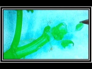 How to Excise Apical Meristem in Grapes