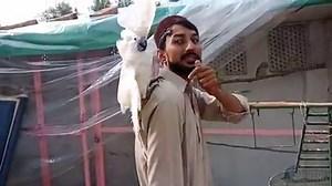 1K views · 36 reactions | https://www.youtube.com/channel/UC7Pw_jtpgO2H8kLhpkgMiCg Dosto Agar Vedio Pasand Aye To Ooper Diya Gya Link Pe Clik Krain Or Mera YouTube Chanel Subscribe Karain. Or Birds Ki Information K Releated Kaafi Vedios Upload Hain Agar Vedios Achhi Lagay To Please Vedios Ko Like share And Comments Karin Shukria..... | MM Cage Box And Birds Center Mianwali | Facebook