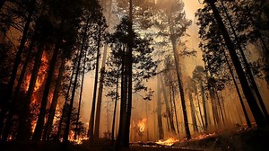 California's Fire History Written in the Trees | KQED