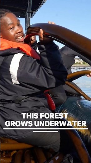 Underwater “Forest” Made of Giant Kelp#kelpforest #ocean #marinebiology #underwaterworld