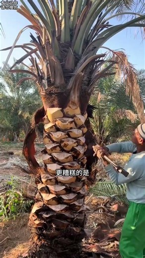 Why do we cut off the branches and leaves of date palm trees?! #Science #Knowledge #FunFacts