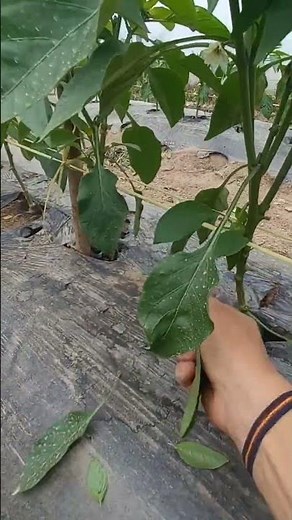 HOW TO PRUNE PEPPER FOR TRAINING #organiccrops #urbangardensowlife #peppers