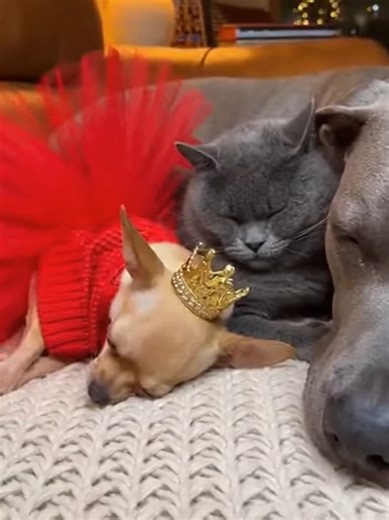 Funny Chihuahua Moments That Make You Laugh