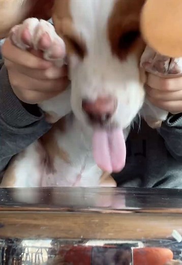 犬との楽しい日常：ビーグル子犬の魅力