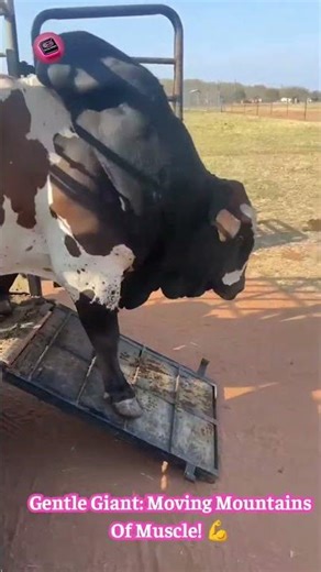 The MEGA COW: This Giant Bovine Will BLOW Your Mind With Its UNBELIEVABLE Size! 🐮🌳 #GiantAnimals