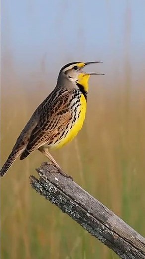 Mesmerizing Eastern Meadowlarks A Symphony of Nature's Colors and Sounds 🌼