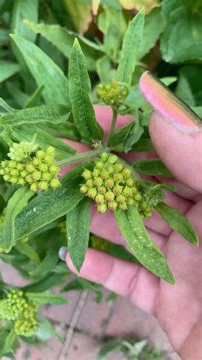 Uses of Butterfly Weed: Asclepias tuberosa.