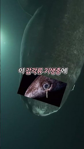 상어의 눈을 멀게 만드는 갑각류