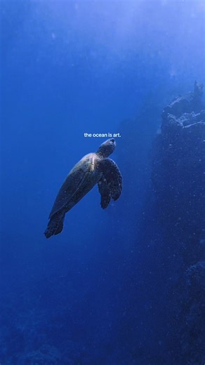 In Love with the Ocean: A Deep Dive Experience