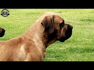 Real Boerboels - Boerboels on High Alert! Watch Their Incredible Guard Instincts in Action!