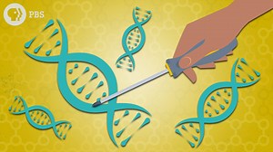 30K views · 20 reactions | In late 2018, a Chinese researcher revealed that he created the first ever genetically edited babies. He altered the DNA of twin girls before they were born. In response, the world kind of went nuts, raising a HUGE bioethical question. When is gene editing OK? How far is too far when altering life itself? | Above the Noise • PBS | Facebook